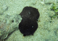 Dendrodoris nigra