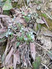 Omphalodes cappadocica