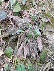 Omphalodes cappadocica