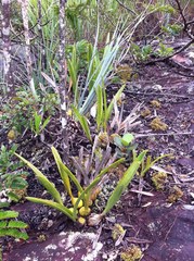 Encyclia alboxanthina