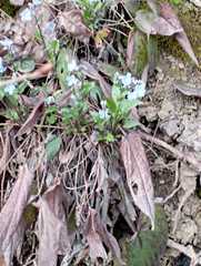 Omphalodes cappadocica
