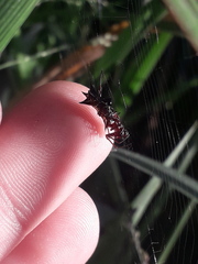 Micrathena swainsoni