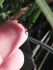 Micrathena swainsoni