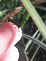 Micrathena swainsoni