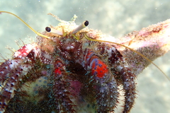 Dardanus sanguinocarpus