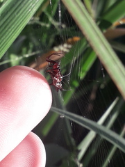Micrathena swainsoni