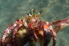 Dardanus sanguinocarpus