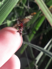 Micrathena swainsoni
