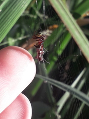 Micrathena swainsoni
