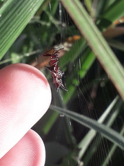 Micrathena swainsoni