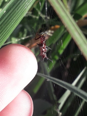 Micrathena swainsoni