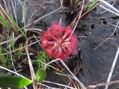 Drosera