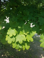 Acer campestre