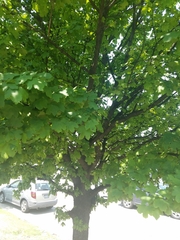 Acer campestre