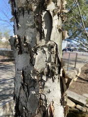 Betula nigra