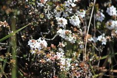 Epacris gunnii