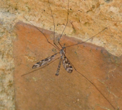 Tipula trivittata