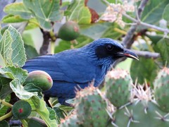 Blue Mockingbird photo 5