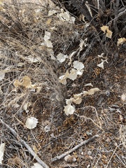 Acourtia nana