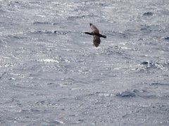 Leucocarbo campbelli