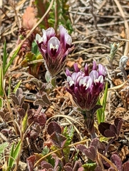 Trifolium dichotomum
