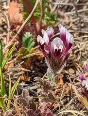 Trifolium dichotomum