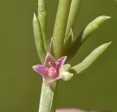 Nitrophila occidentalis