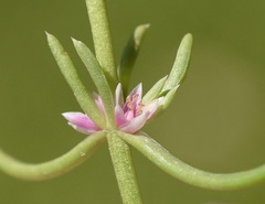 Nitrophila occidentalis