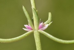 Nitrophila occidentalis