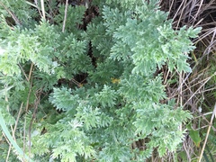 Artemisia suksdorfii