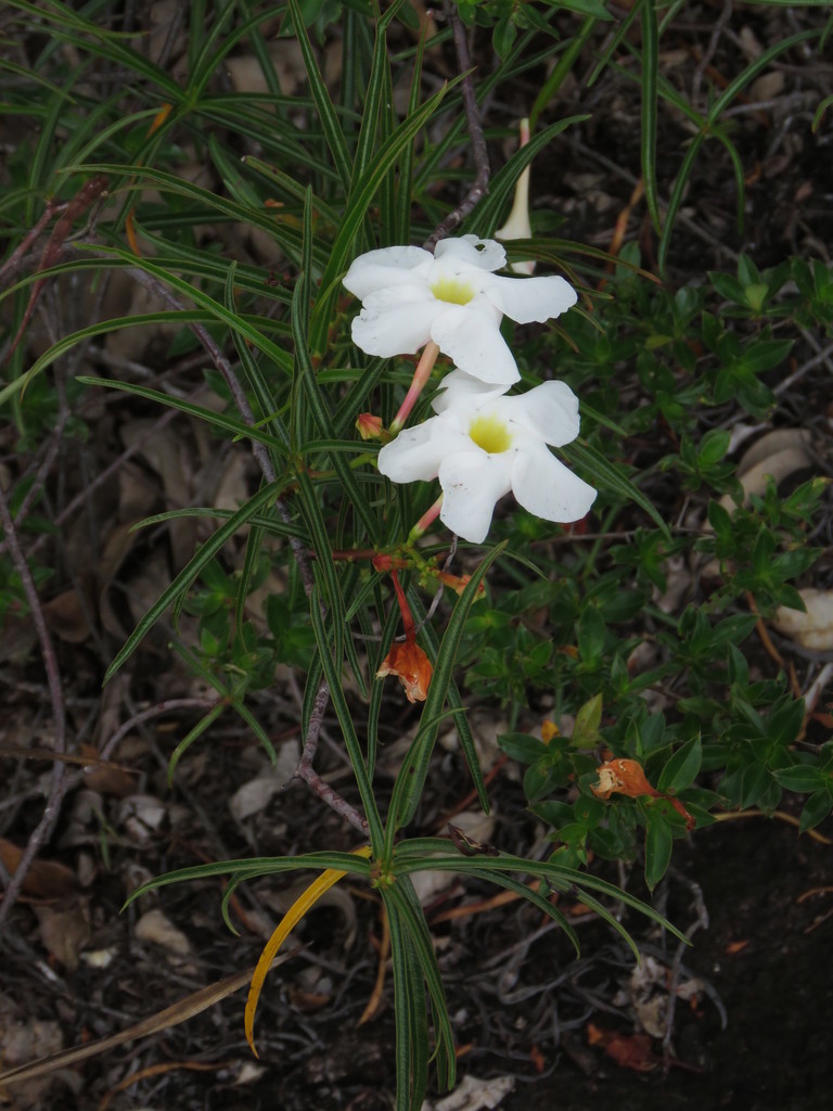 Mandevilla lancifolia