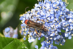 Callimoxys fuscipennis