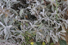 Puccinia investita