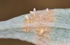 Puccinia investita