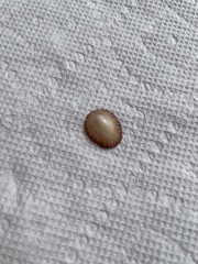 Siphonaria naufragum image