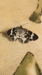 Trichodezia californiata