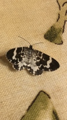 Trichodezia californiata