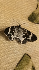 Trichodezia californiata