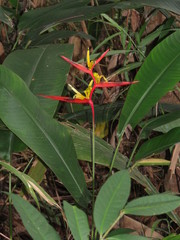 Heliconia acuminata