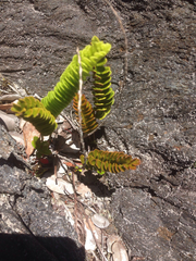 Polypodium pellucidum vulcanicum