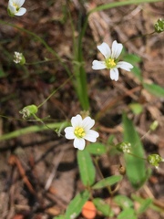 Mononeuria glabra