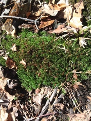 Atrichum crispulum