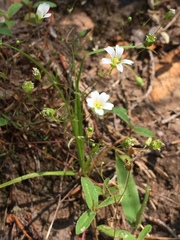 Mononeuria glabra