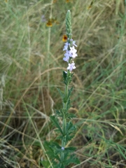 Verbena xutha