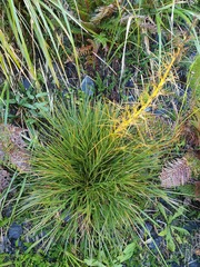 Aciphylla takahea