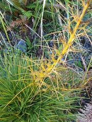 Aciphylla takahea