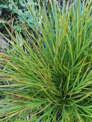Aciphylla takahea