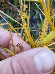 Aciphylla takahea
