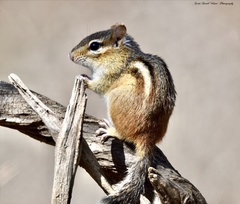 Tamias striatus