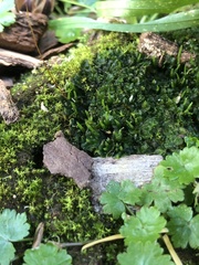 Phaeoceros carolinianus